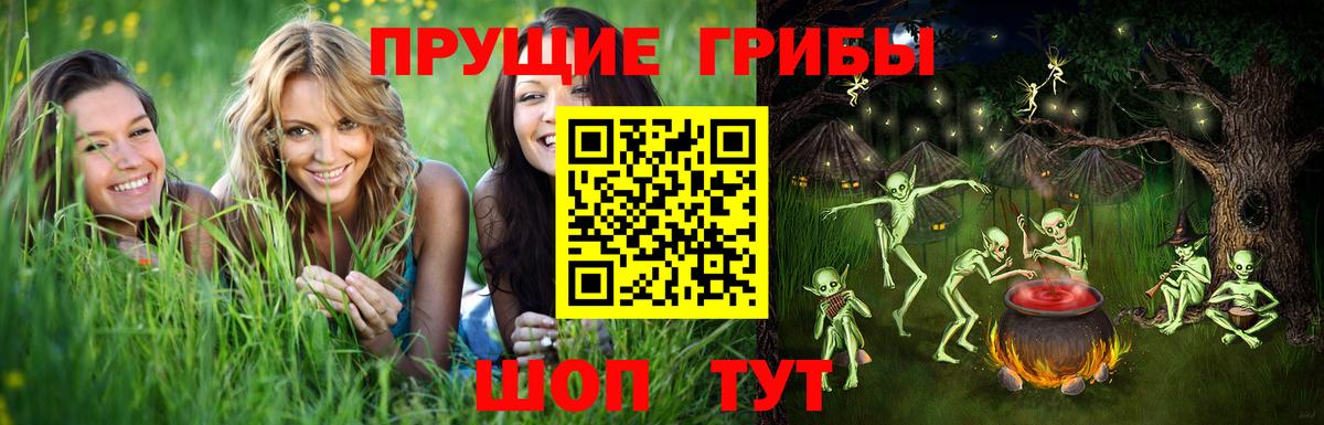 Псилоцибиновые грибы Psilocybe Тихорецк